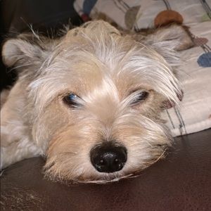 Meet your Posher, Sydney